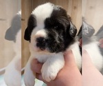 Small #3 Cane Corso-Saint Bernard Mix