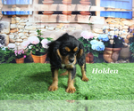 Small #22 Cavalier King Charles Spaniel