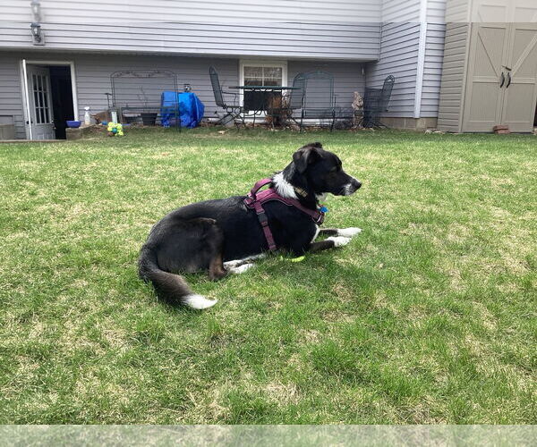 Medium Photo #5 Border Collie-Unknown Mix Puppy For Sale in Highland, IL, USA
