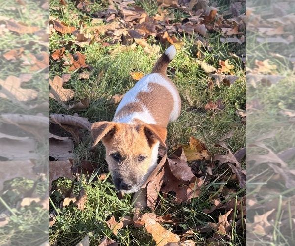 Medium Photo #2 Jack Russell Terrier Puppy For Sale in FREEMAN, MO, USA