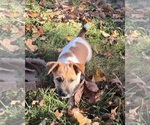 Small #1 Jack Russell Terrier