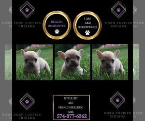 French Bulldog Puppy for sale in WARSAW, IN, USA