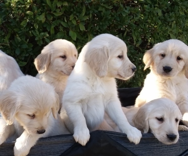 Full screen Photo #21 Golden Retriever Puppy For Sale in CITRUS HEIGHTS, CA, USA