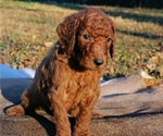Small Photo #6 Poodle (Standard) Puppy For Sale in STOKESDALE, NC, USA