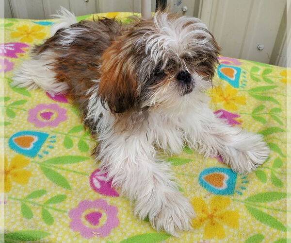 Medium Photo #2 Shih Tzu Puppy For Sale in Mountain View, MO, USA