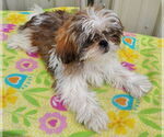 Small #1 Shih Tzu