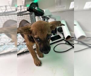 German Shepherd Dog-Unknown Mix Dogs for adoption in Rosenberg, TX, USA
