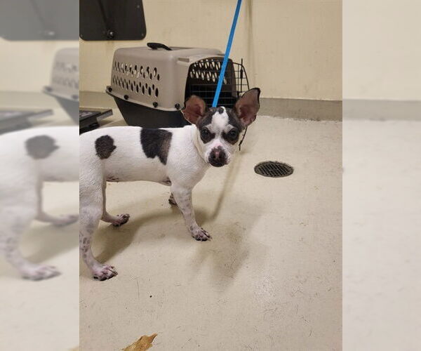 Medium Photo #1 Chihuahua Puppy For Sale in Fremont, CA, USA