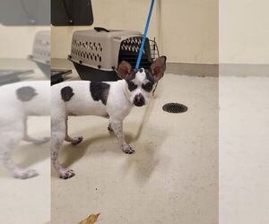 Chihuahua Dogs for adoption in Fremont, CA, USA