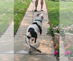 Small #21 American Pit Bull Terrier