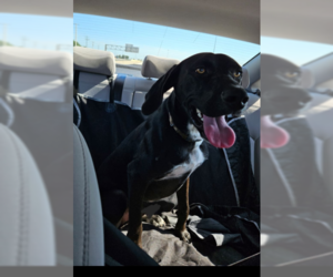 Jag - Male Labrador Retriever-Unknown Mix Dog for Adoption - Photo #7