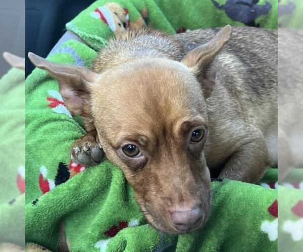 Medium Photo #8 Chihuahua-Unknown Mix Puppy For Sale in San Diego, CA, USA