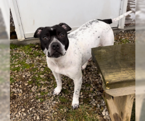 Estelle - Female Mutt Dog for Adoption - Photo #6