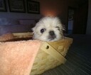 Small Photo #5 Pekingese Puppy For Sale in ANACORTES, WA, USA