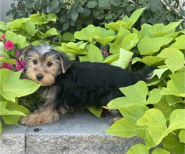 Medium Photo #2 Yorkshire Terrier Puppy For Sale in CANOGA, NY, USA