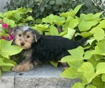 Small #1 Yorkshire Terrier