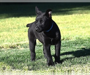 Belgian Malinois Puppy for sale in LA PINE, OR, USA