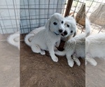 Puppy Blue Sparkle Great Pyrenees