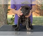 Image preview for Ad Listing. Nickname: Blue collar