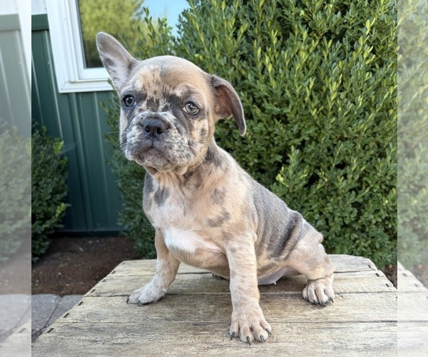 Medium Photo #3 French Bulldog Puppy For Sale in MIDDLEBURY, IN, USA
