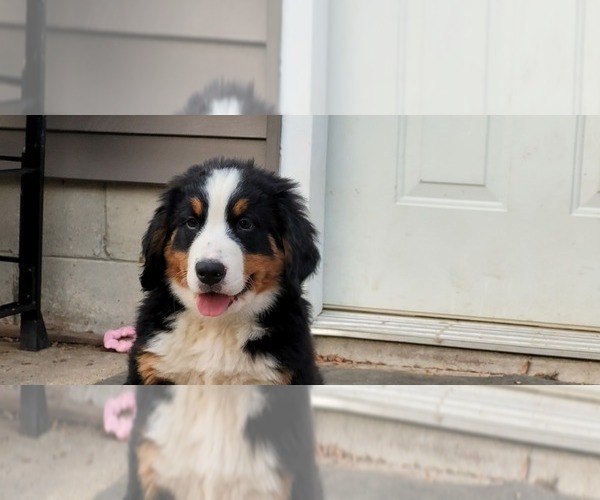 Medium Photo #17 Bernese Mountain Dog Puppy For Sale in LANSING, MI, USA