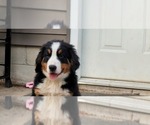 Small #16 Bernese Mountain Dog