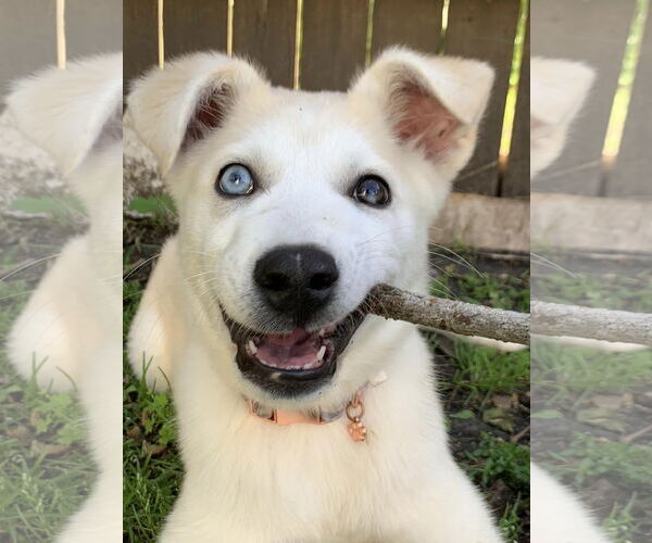 Medium Photo #10 Siberian Husky-Unknown Mix Puppy For Sale in Carrollton, TX, USA