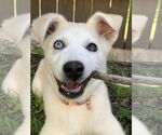 Small #9 Siberian Husky Mix
