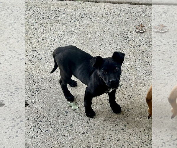 Medium Photo #4 Labrador Retriever-Unknown Mix Puppy For Sale in Mooresville, NC, USA