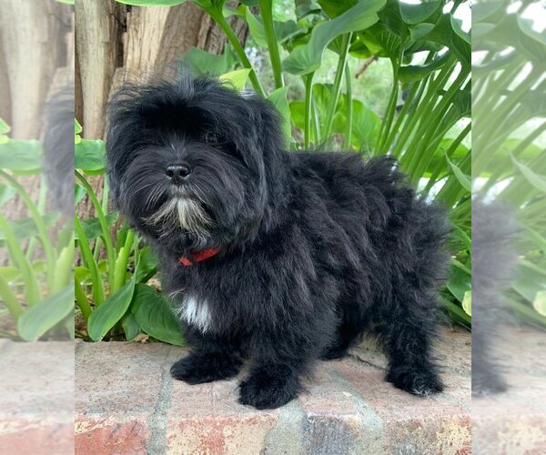 Medium Photo #4 Maltipoo Puppy For Sale in RANCHO CALIFORNIA, CA, USA