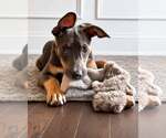 Small Mutt