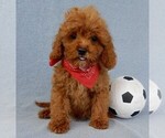 Small Photo #1 Cavapoo Puppy For Sale in MILLERSBURG, OH, USA
