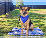 BAKER - Male German Shepherd Dog-Unknown Mix Dog for Adoption - Small photo