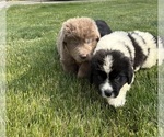 Small #3 Newfoundland