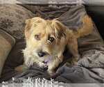 Small #1 Silky Terrier Mix