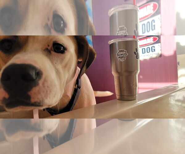 Medium Photo #13 American Staffordshire Terrier-Unknown Mix Puppy For Sale in Arlington, VA, USA