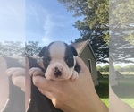 Small #8 Boston Terrier