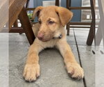 Small #2 Shepradors