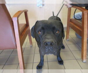 Mastiff Dogs for adoption in Ocala, FL, USA
