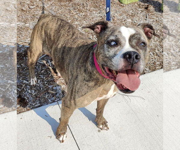 Medium Photo #5 Boxer-Unknown Mix Puppy For Sale in St. Louis Park, MN, USA