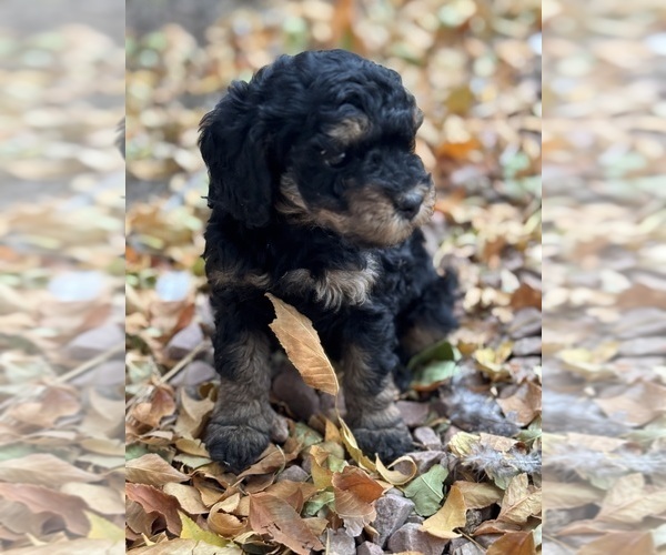 Medium Photo #8 Bernedoodle (Miniature) Puppy For Sale in LONGMONT, CO, USA