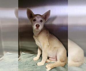Siberian Husky-Unknown Mix Dogs for adoption in Redlands, CA, USA