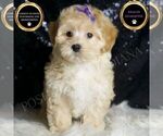 Small Photo #20 Maltipoo (Miniature) Puppy For Sale in WARSAW, IN, USA