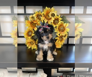 Maltipoo Puppy for sale in CORONA, CA, USA