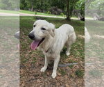 Small #16 Great Pyrenees