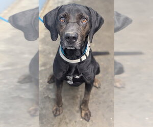 Walter - Male Labrottie Dog for Adoption - Photo #5