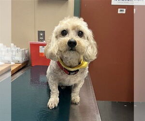 Maltese Dogs for adoption in Rancho Cucamonga, CA, USA