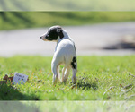 Small Photo #5 Whippet Puppy For Sale in JANESVILLE, WI, USA