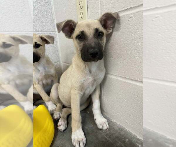 Medium Photo #2 Mutt Puppy For Sale in Abbeville, LA, USA