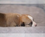 Small Photo #6 Welsh Cardigan Corgi Puppy For Sale in SUN PRAIRIE, WI, USA